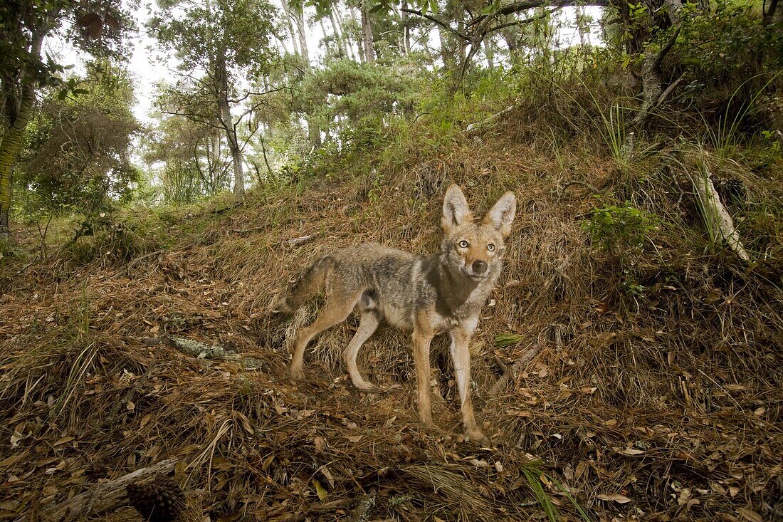 Coyote (Canis latrans) in deciduous forest, Aptos, Monterey Bay, California