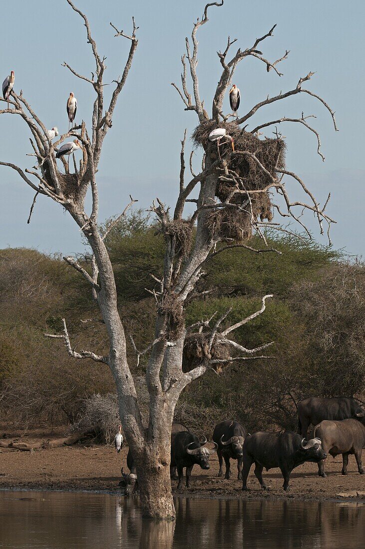 Cape Buffalo (Syncerus caffer) group under tree with Yellow-billed Storks (Mycteria ibis) and nesting Marabou Storks (Leptoptilos crumeniferus), Kruger National Park, South Africa