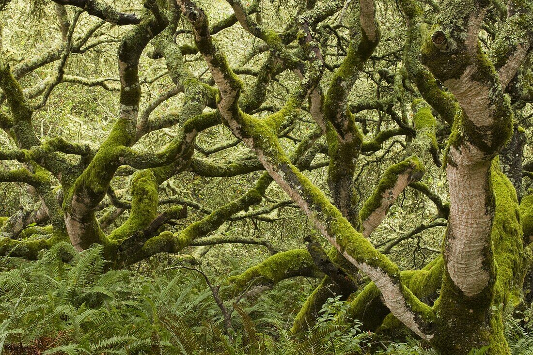 Coast Live Oak (Quercus agrifolia) trees and Sword Ferns (Polystichum munitum) in mixed evergreen forest, Point Reyes National Seashore, California