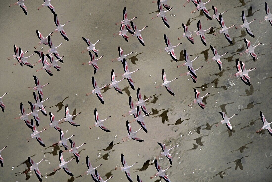 Lesser Flamingo (Phoenicopterus minor) flock flying, Lake Magadi, Kenya