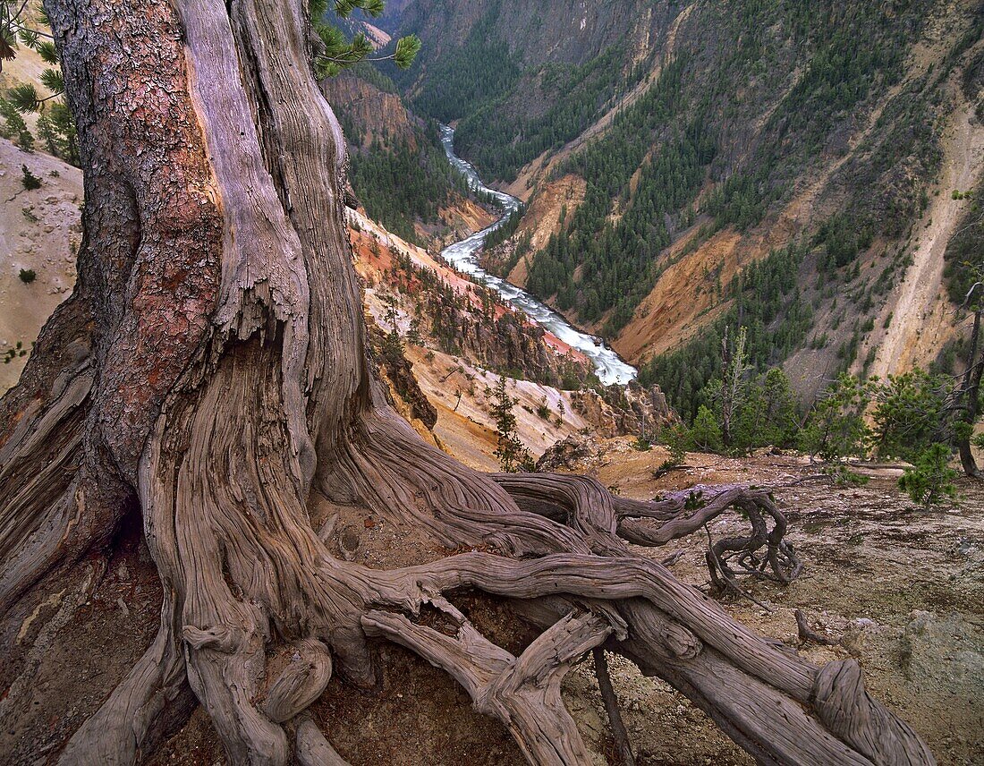 Yellowstone River flowing through Grand Canyon of Yellowstone, Yellowstone National Park, Wyoming