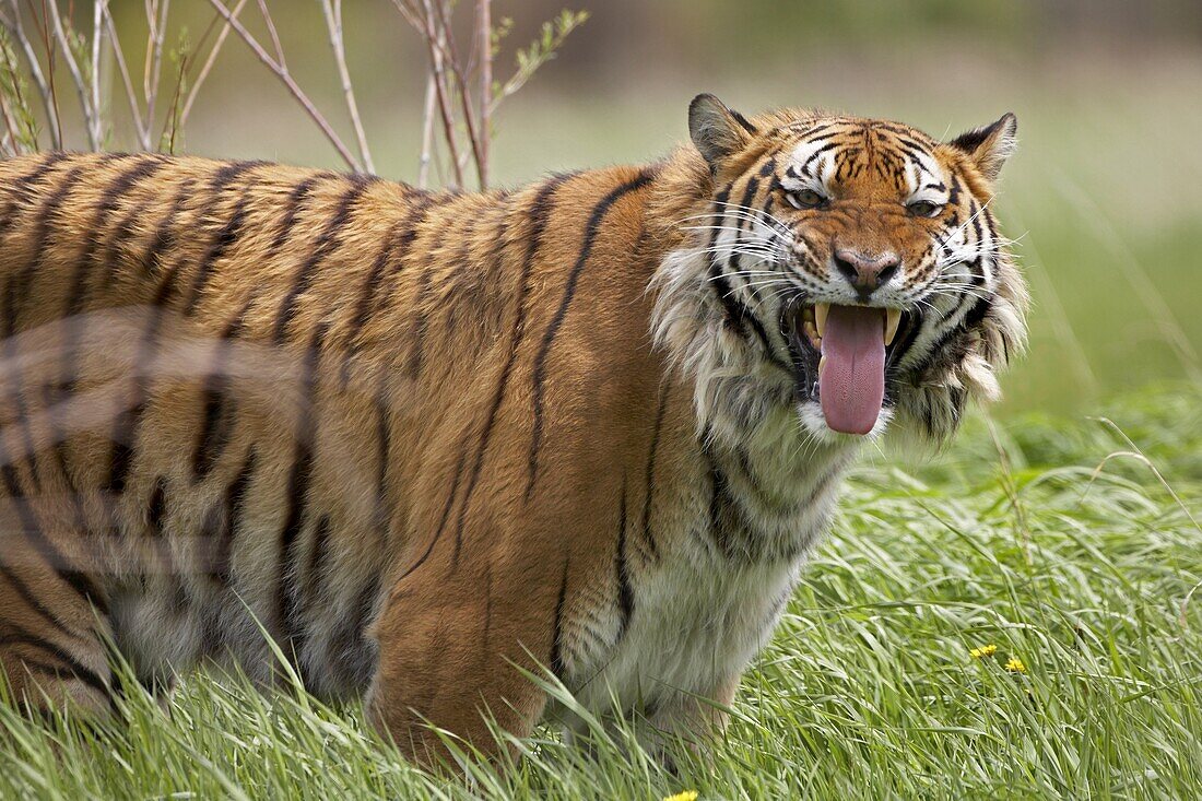 Siberian Tiger (Panthera tigris altaica) flehming, native to Russia