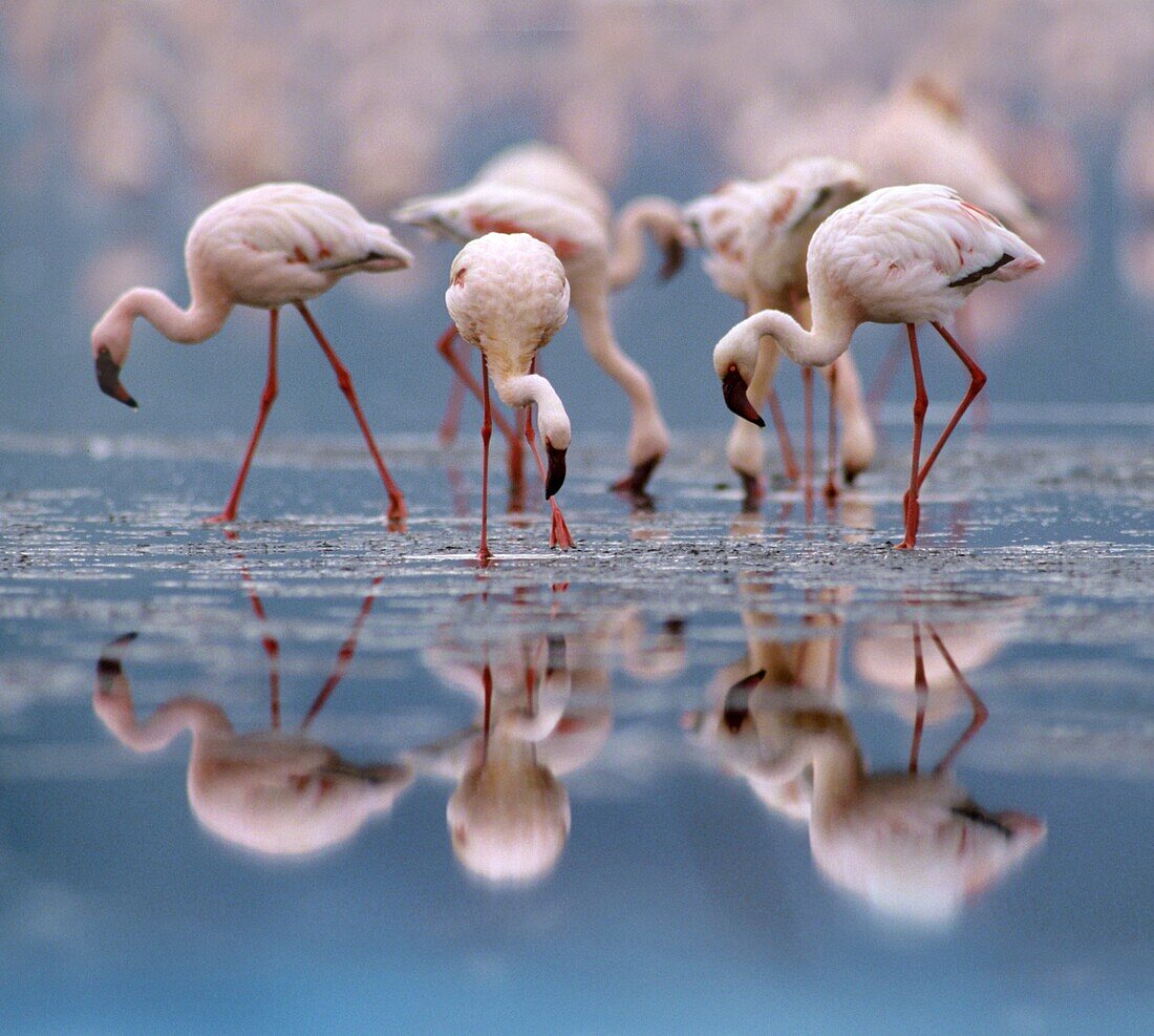 Lesser Flamingo (Phoenicopterus minor) group foraging, Lake Nakuru, Kenya