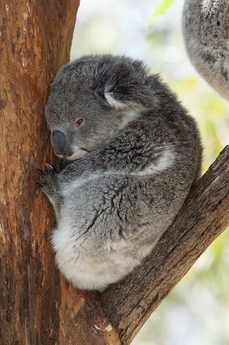 Koala (Phascolarctos cinereus) sleeping, Phillip Island, Australia