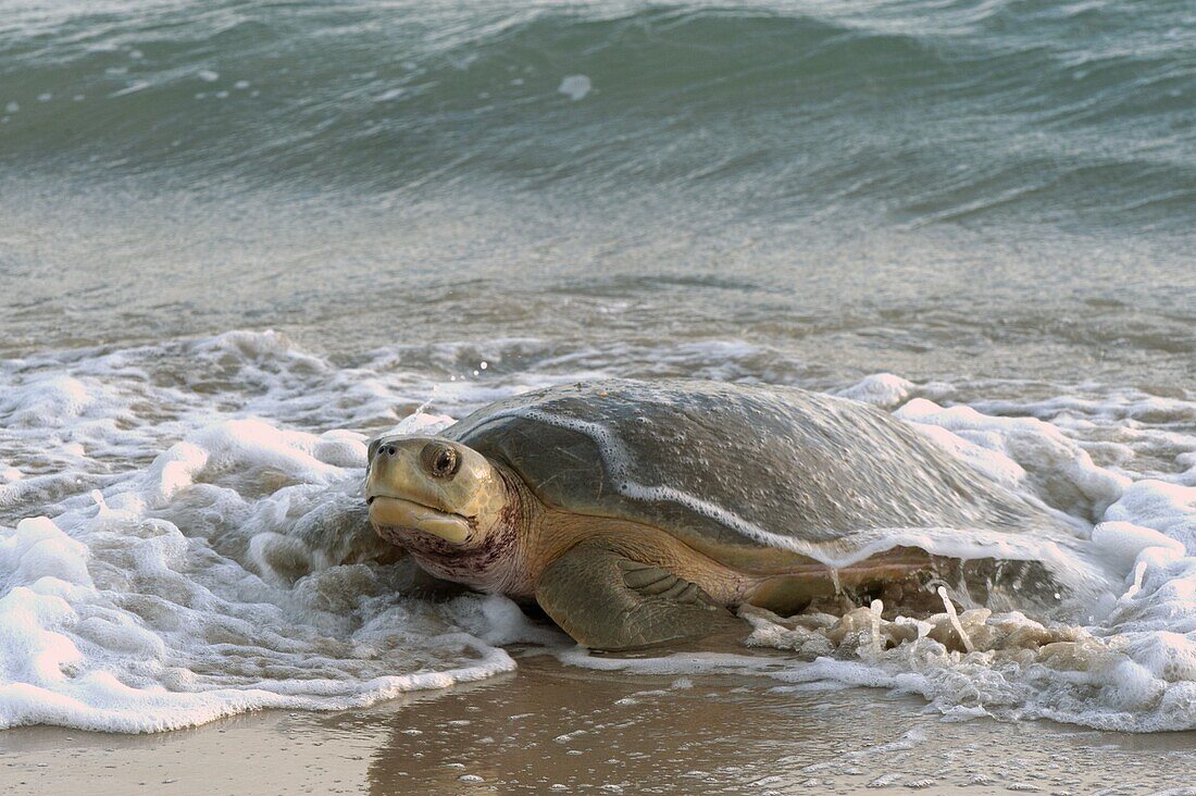 Flatback Turtle (Natator depressa) female coming ashore to nest, Torres Strait, Australia