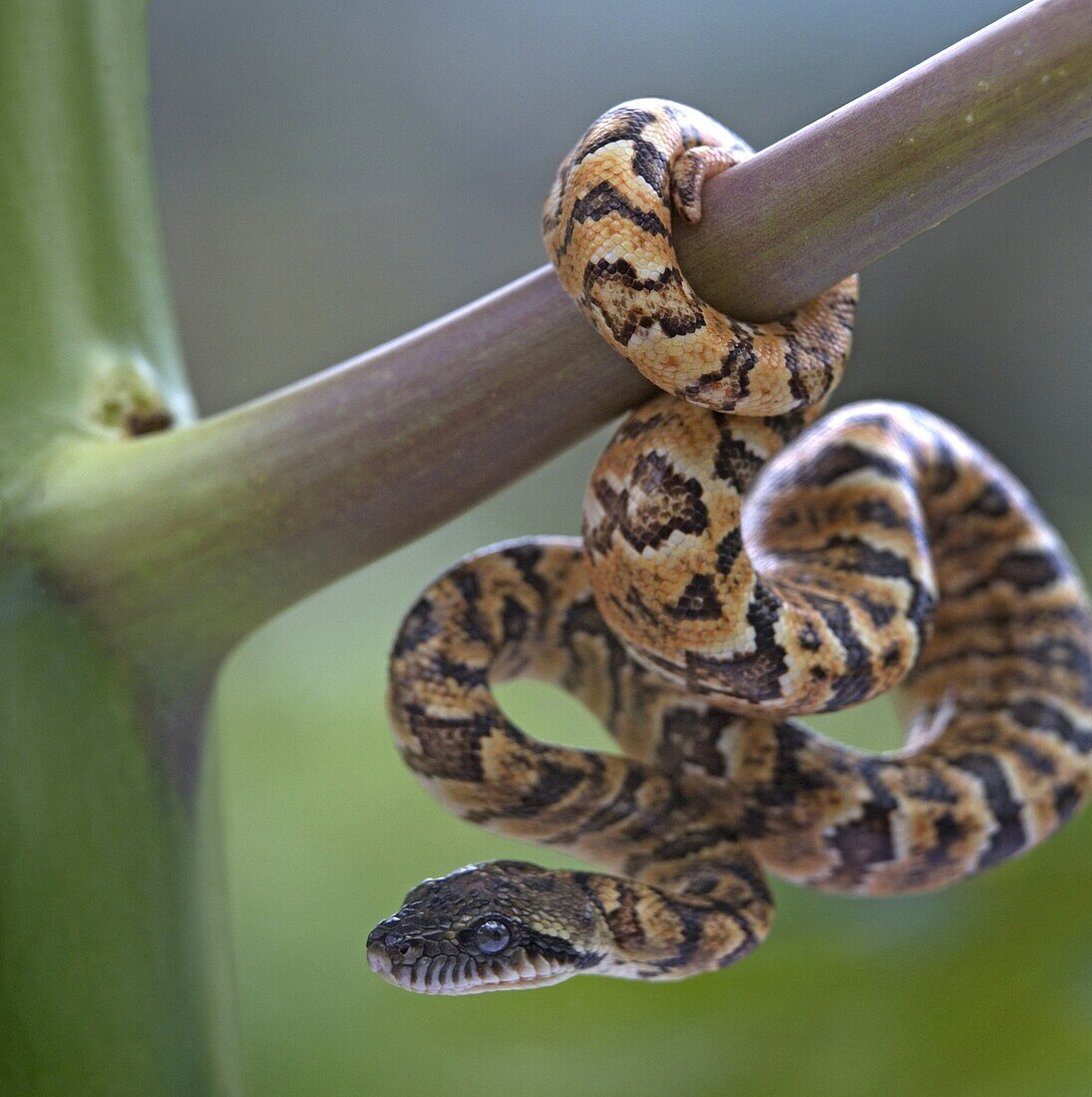 Madagascar Tree Boa (Boa manditra) juvenile, Costa Rica