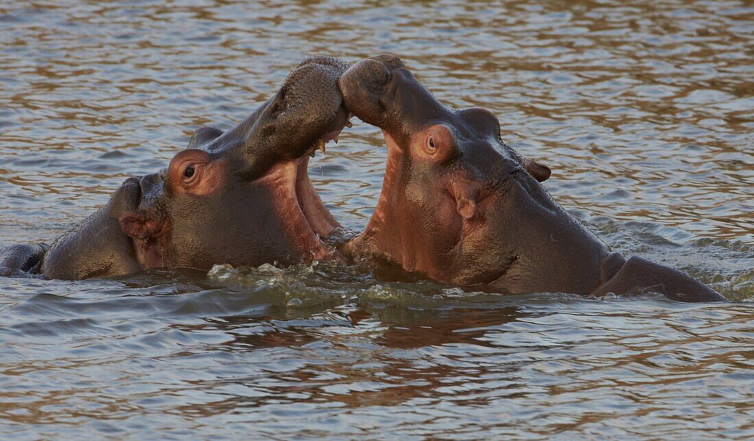 Hippopotamus (Hippopotamus amphibius) pair of juveniles fighting, Kazinga Channel, Uganda