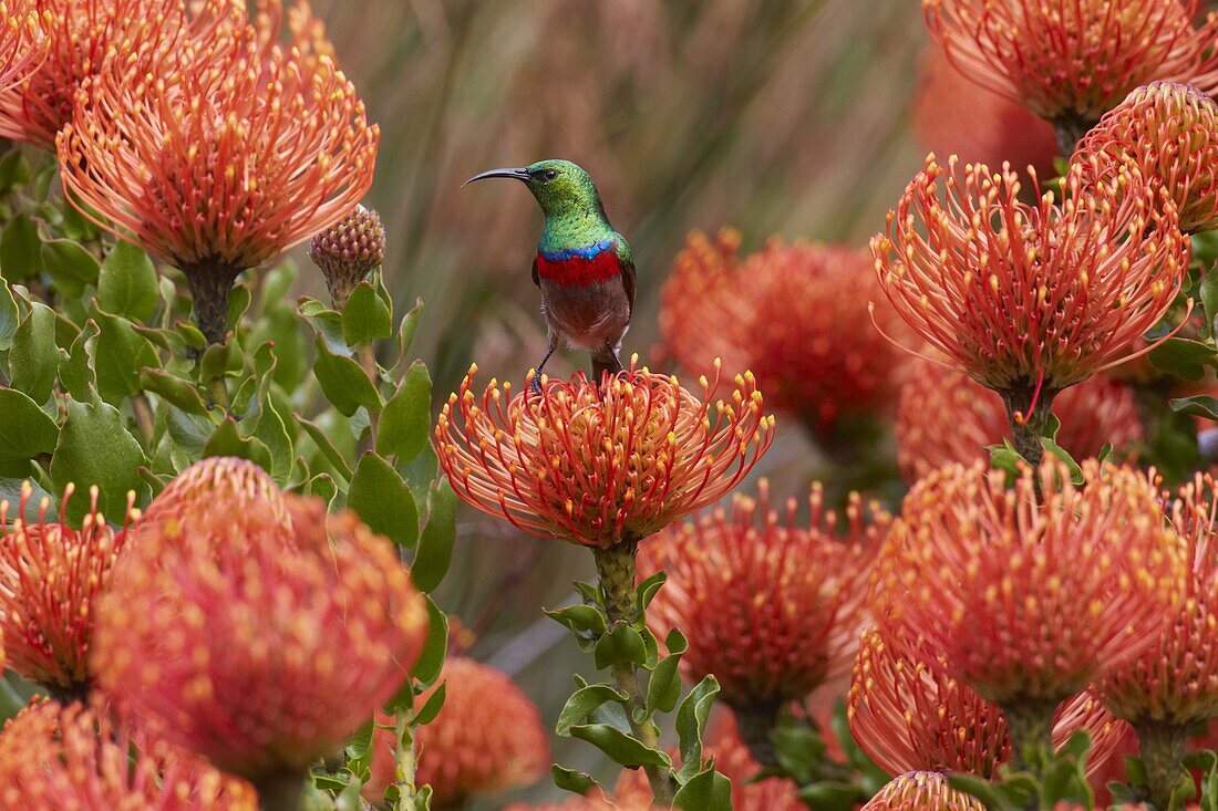 Southern Double-collared Sunbird (Cinnyris chalybeus) male feeding on the nectar of Rocket Pincushion (Leucospermum reflexum) flower, Kirstenbosch Garden, Cape Town, South Africa