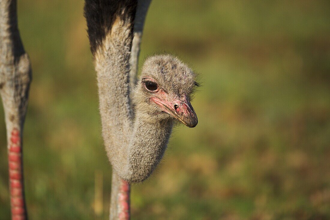 Ostrich (Struthio camelus), Rietvlei Nature Reserve, Gauteng, South Africa
