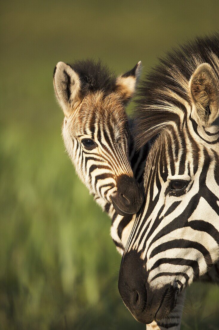 Burchell's Zebra (Equus burchellii) mother and foal nuzzling, Rietvlei Nature Reserve, Gauteng, South Africa