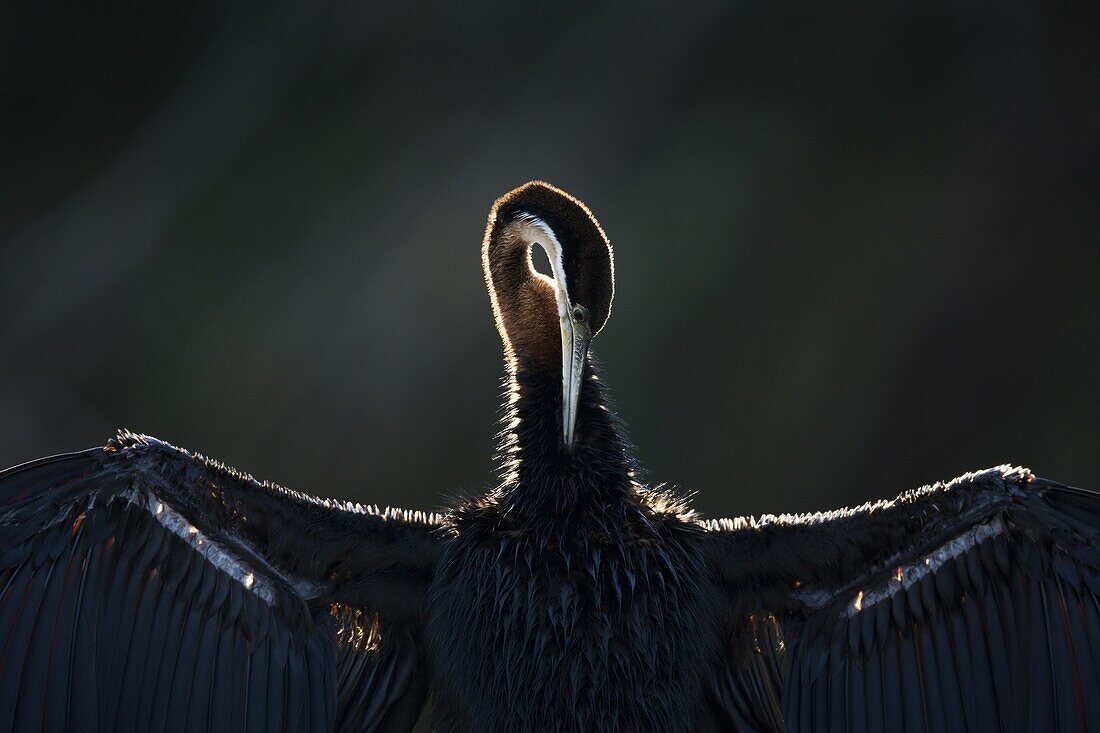 African Darter (Anhinga rufa), Rietvlei Nature Reserve, Gauteng, South Africa