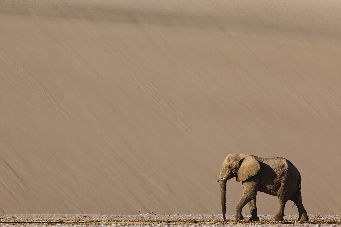 African Elephant (Loxodonta africana) walking in river bed in front of large sand dune, Hoarusib River, Namib Desert, Namibia