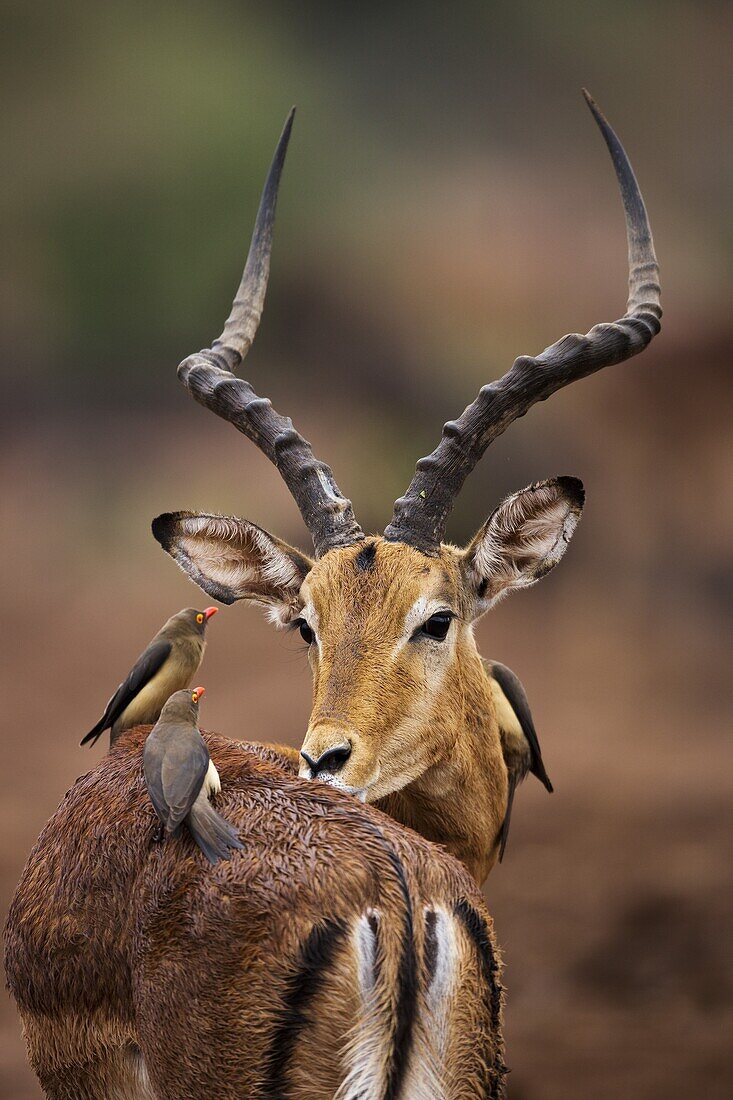 Impala (Aepyceros melampus) male looking at Red-billed Oxpeckers (Buphagus erythrorhynchus), Limpopo, South Africa