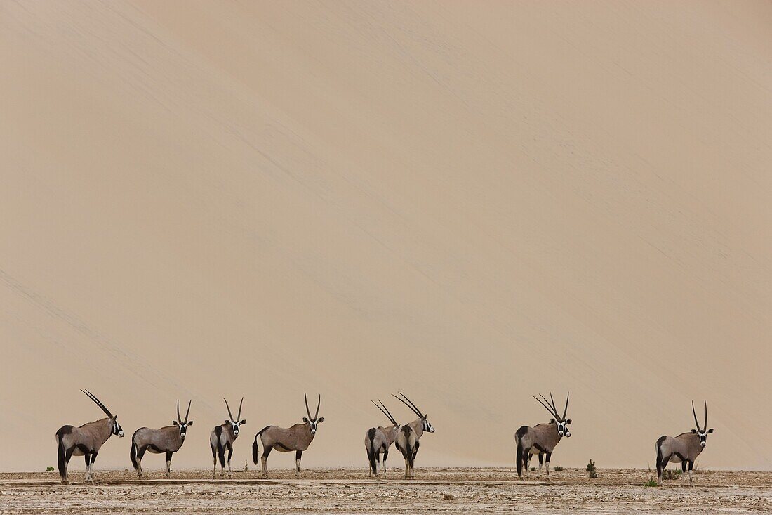Oryx (Oryx gazella) herd in dry river bed in front of large sand dune, Hoarusib River, Namib Desert, Namibia