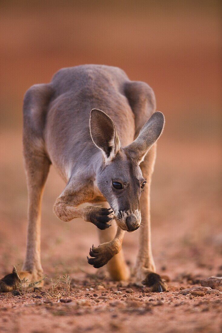 Red Kangaroo (Macropus rufus) feeding, Sturt National Park, Australia