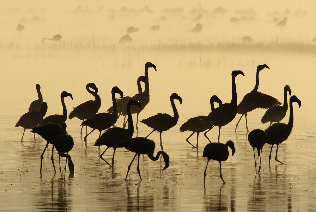 Lesser Flamingo (Phoenicopterus minor) flock in morning mist, Lake Nakuru National Park, Kenya