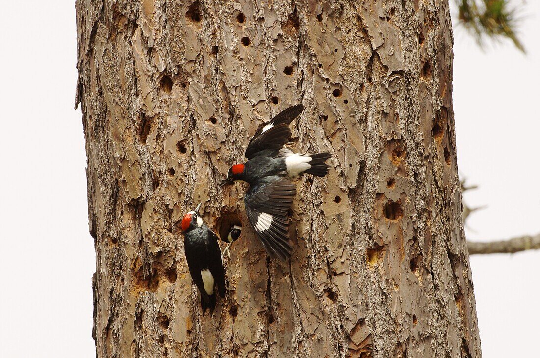 Acorn Woodpecker (Melanerpes formicivorus) male and females at nest cavity to communally take care of chicks, Monterey, California