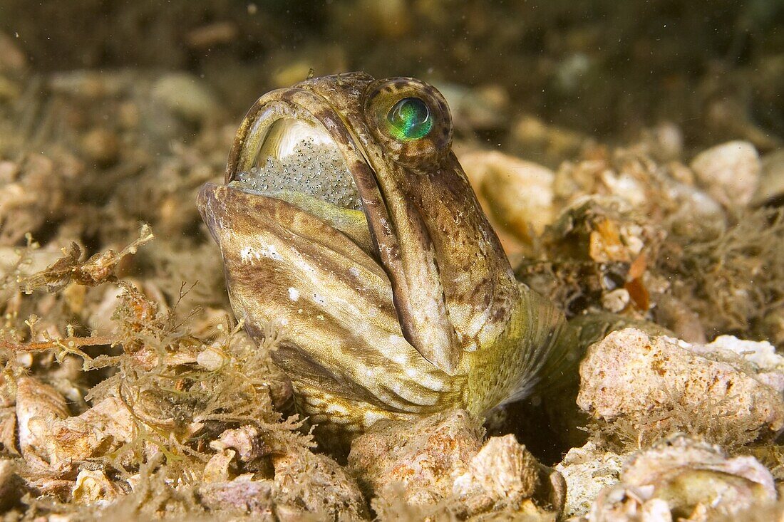 Banded Jawfish (Opistognathus macrognathus) male incubating and aerating clutch of eggs, West Palm Beach, Florida