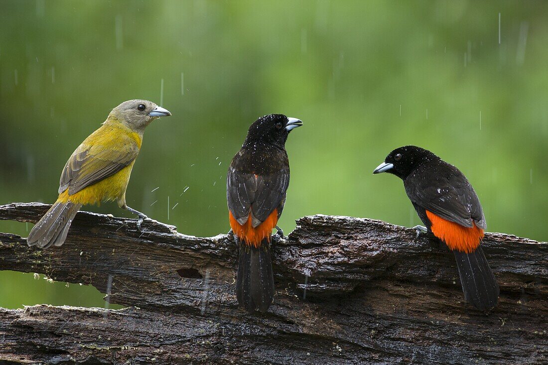 Scarlet-rumped Tanager (Ramphocelus passerinii) female on the left with males in rain, northern Costa Rica