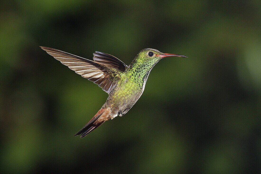 Rufous-tailed Hummingbird (Amazilia tzacatl) flying, northern Costa Rica