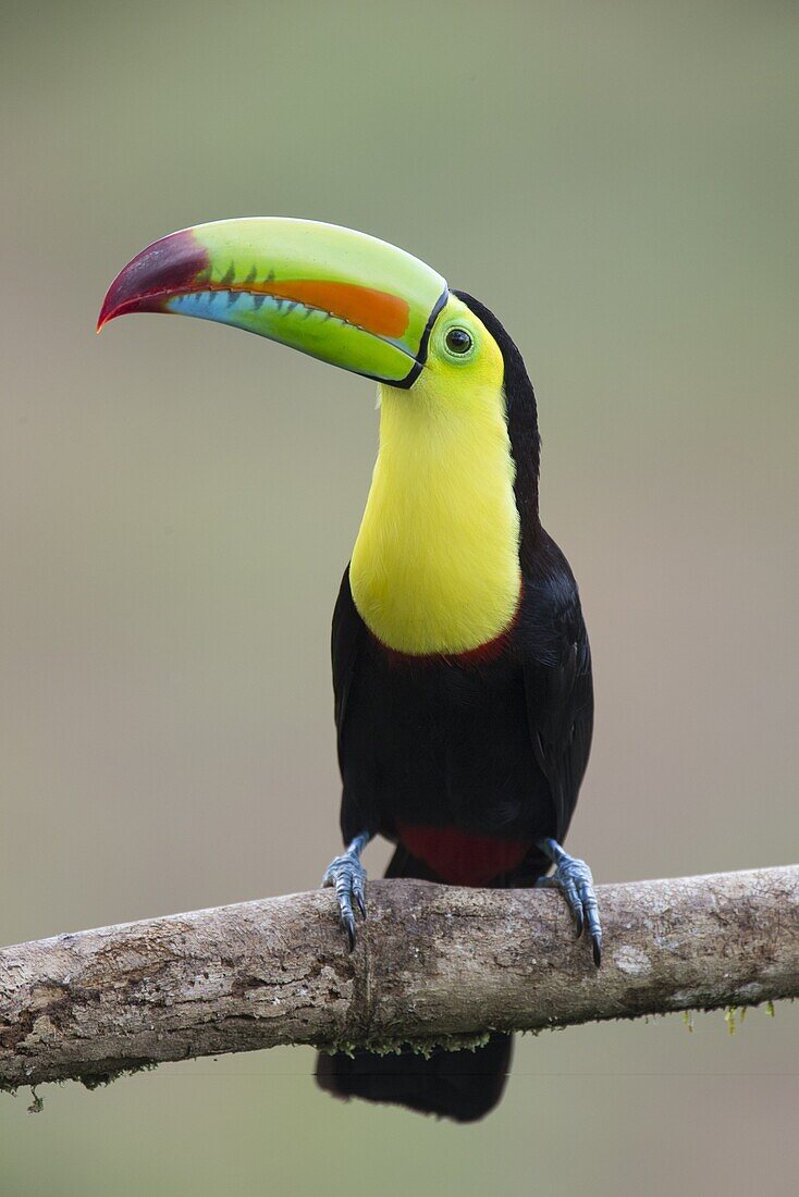 Keel-billed Toucan (Ramphastos sulfuratus), northern Costa Rica