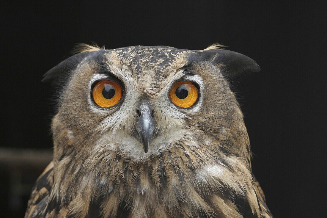 Eurasian Eagle-Owl (Bubo bubo), Rotterdam, Netherlands