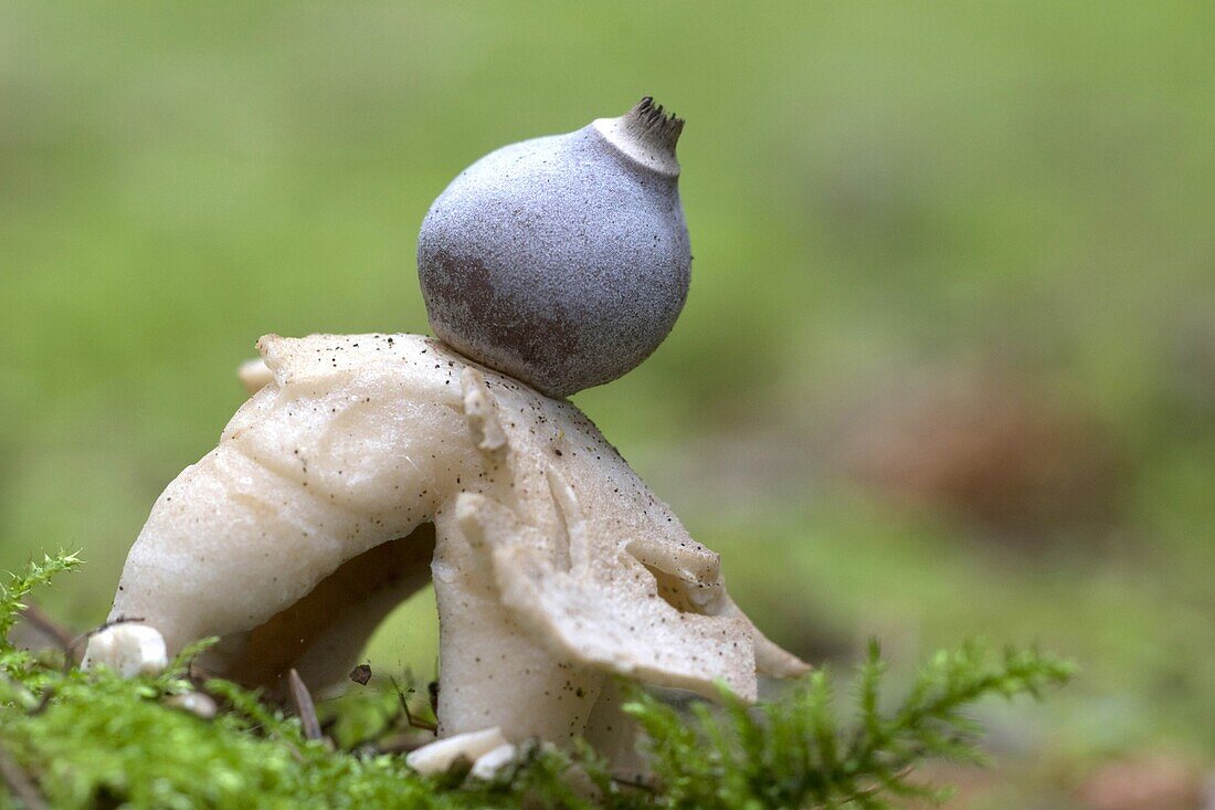 Four-footed Earthstar (Geastrum quadrifidum), Flevoland, Netherlands