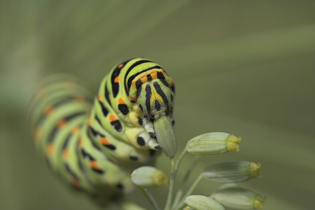 Oldworld Swallowtail (Papilio machaon) caterpillar feeding, Waalre, Netherlands