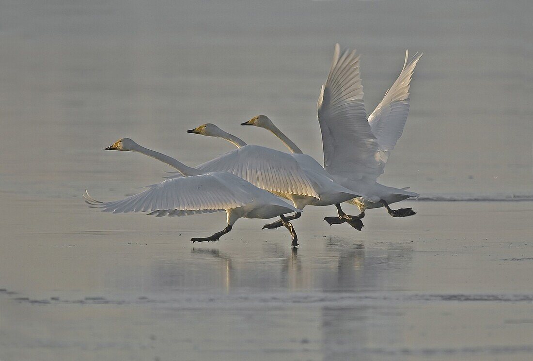 Whooper Swan (Cygnus cygnus) running over ice, Lelystad, Netherlands