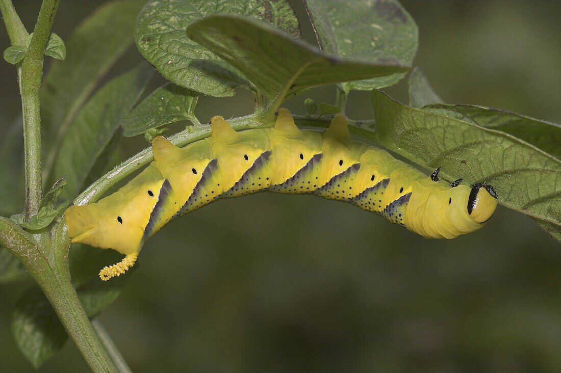 Death's Head Hawk Moth (Acherontia atropos) caterpillar on a Potato (Solanum tuberosum), Switzerland