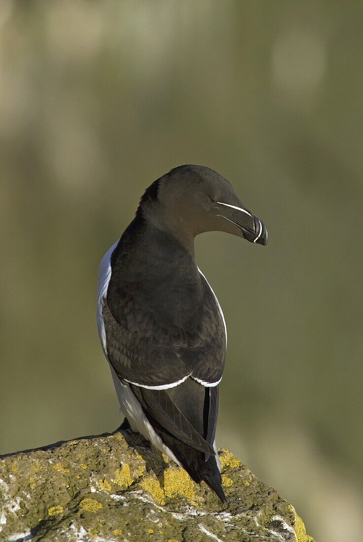 Razorbill (Alca torda), Latrabjarg, Iceland