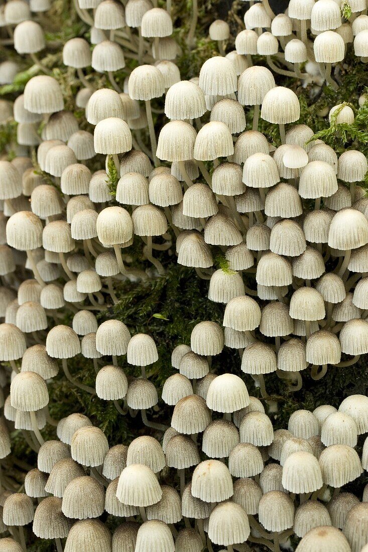 Trooping Crumble Cap Fungus (Coprinellus disseminatus) mushroom, Zeewolde, Netherlands