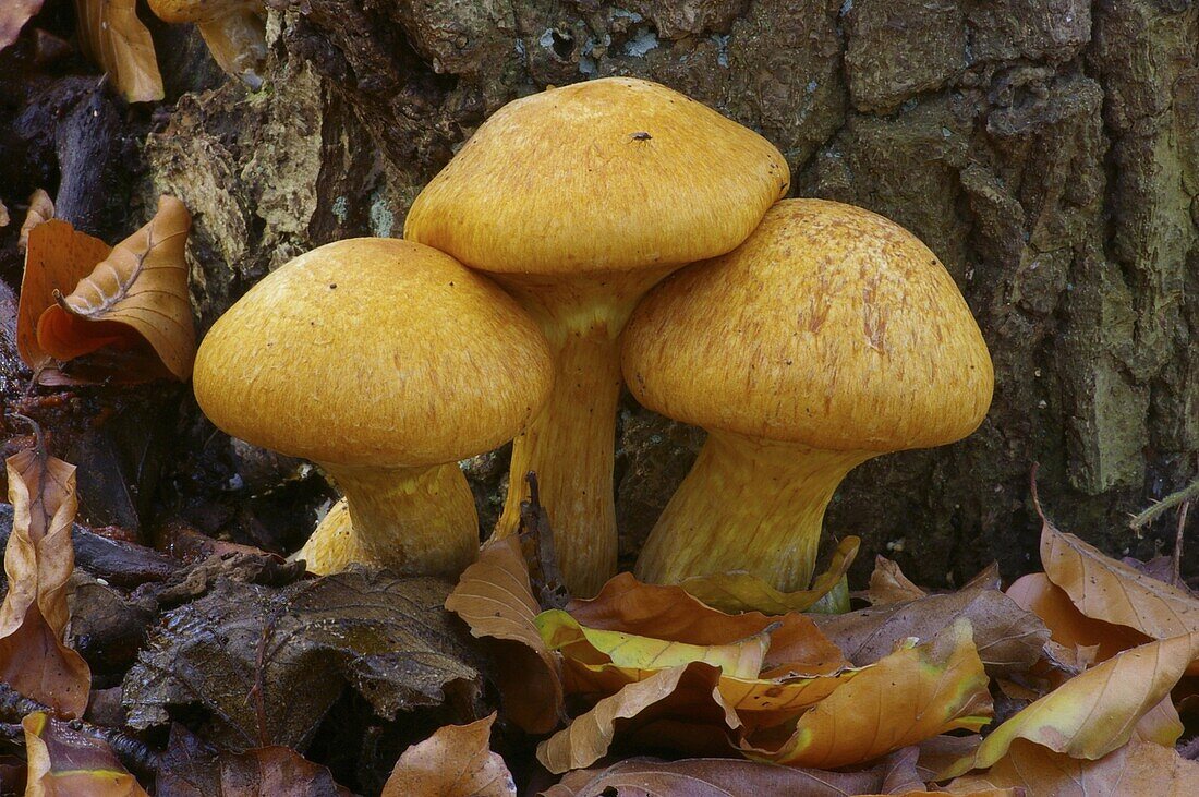 Laughing Jim (Gymnopilus junonius) mushroom, Clinge, Netherlands
