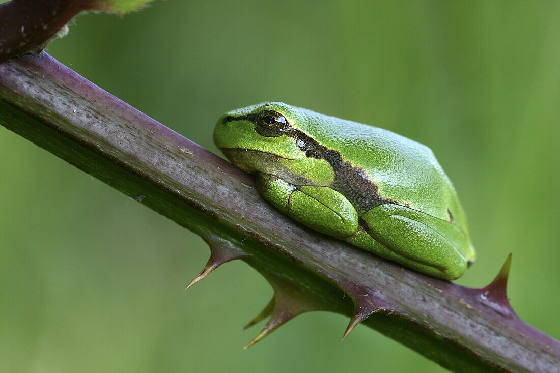 European Tree Frog (Hyla arborea) on Bramble (Rubus sp) bush, Netherlands