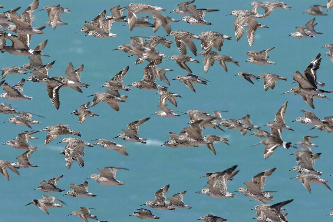 Black-tailed Godwit (Limosa limosa) and Red Knot (Calidris tenuirostris)/nflock flying at high tide, Broome, Australia
