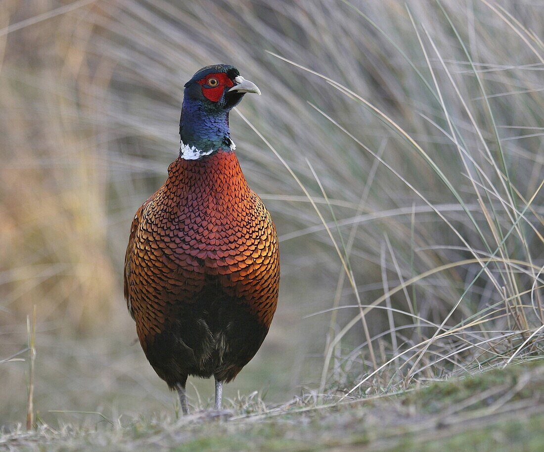 Ring-necked Pheasant (Phasianus colchicus) in dune grass, Terschelling, Netherlands