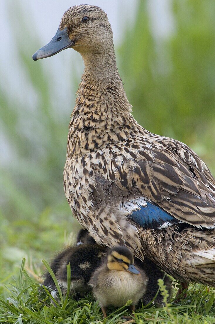 Mallard (Anas platyrhynchos) with chicks, Florence, Italy