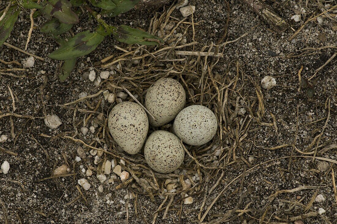 Little Ringed Plover (Charadrius dubius) nest with four eggs, Bergen, Netherlands