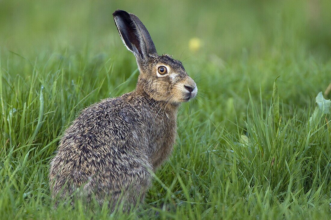 European Hare (Lepus europaeus) sitting in grass, Zoutkamp, Netherlands