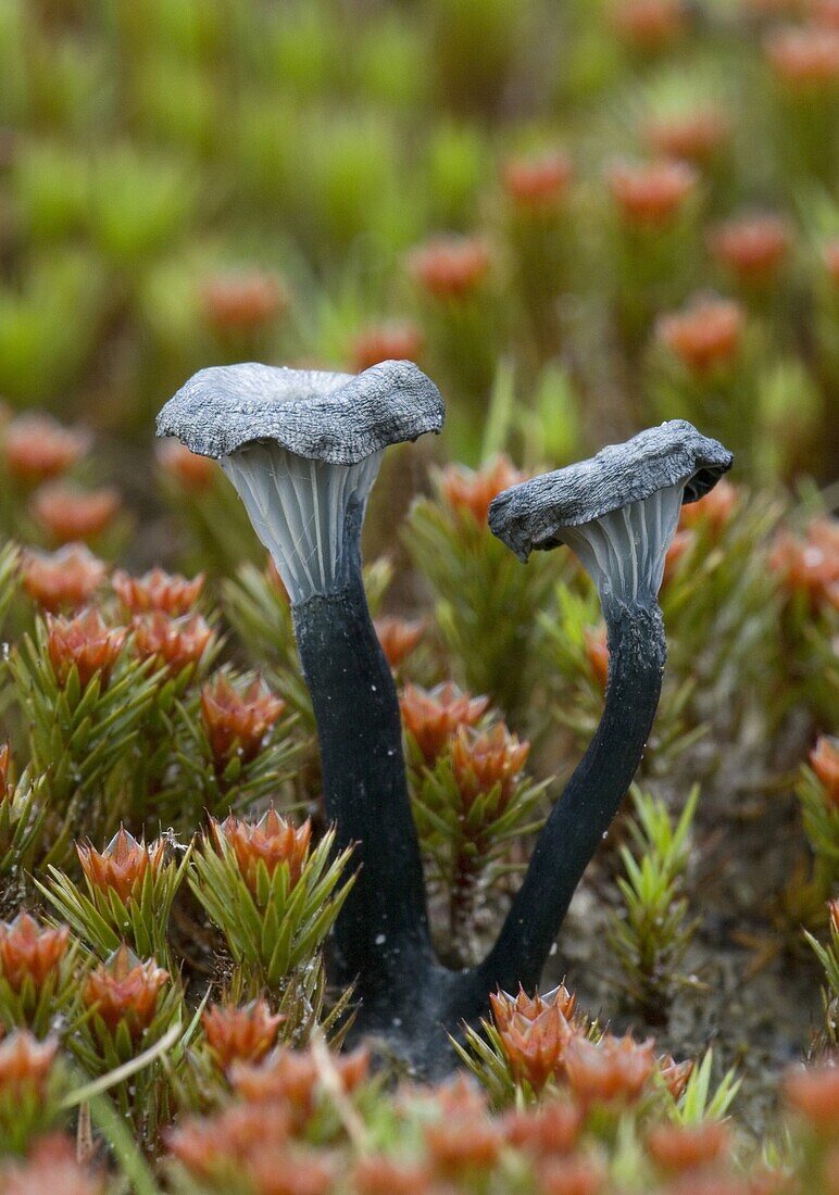 Verdigris Navel Mushroom (Arrhenia chlorocyanea) on moss, Rijssen, Netherlands
