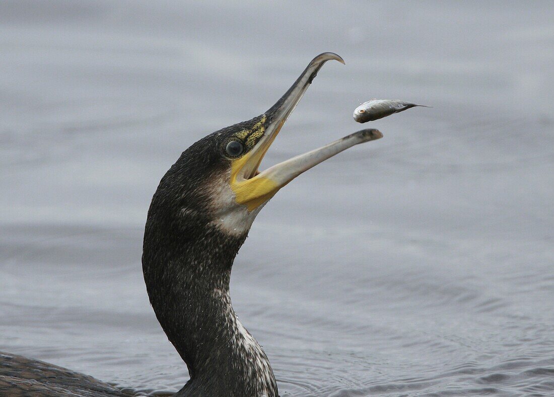 Great Cormorant (Phalacrocorax carbo) throwing a fish in the air, Leidschendam, Netherlands