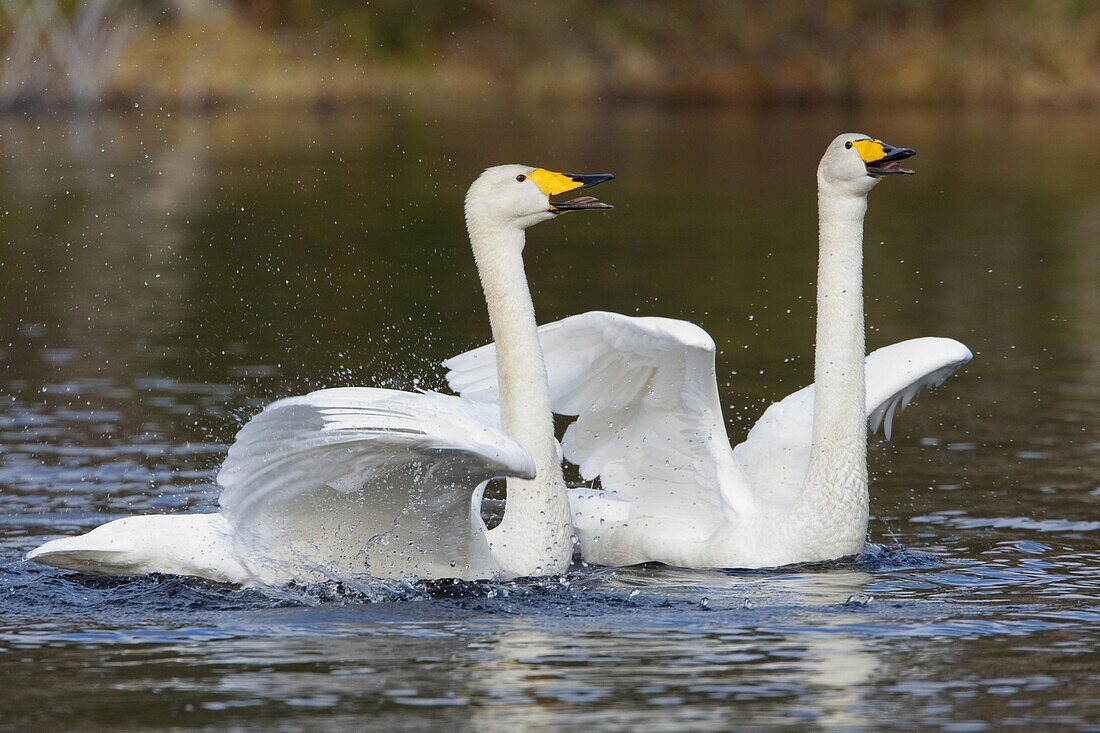 Whooper Swan (Cygnus cygnus) pair in courtship display, Kuusamo, Finland