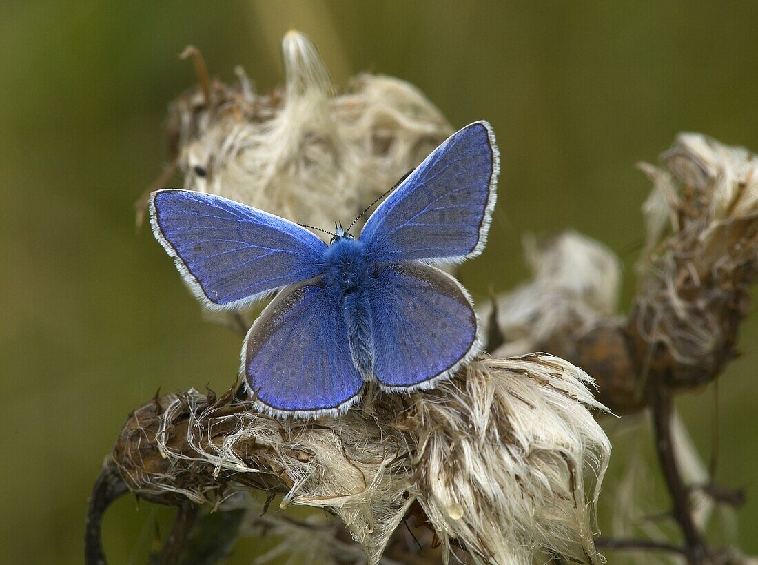 Common Blue (Polyommatus icarus) butterfly, Dordrecht, Netherlands
