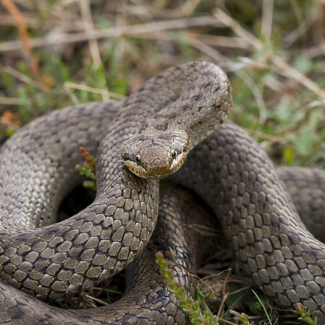 Smooth Snake (Coronella austriaca) in striking position, Bergen, Netherlands