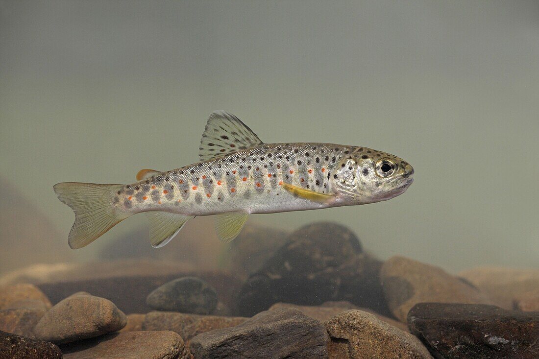 Brown Trout (Salmo trutta) juvenile swimming, Gorski Kotar, Croatia