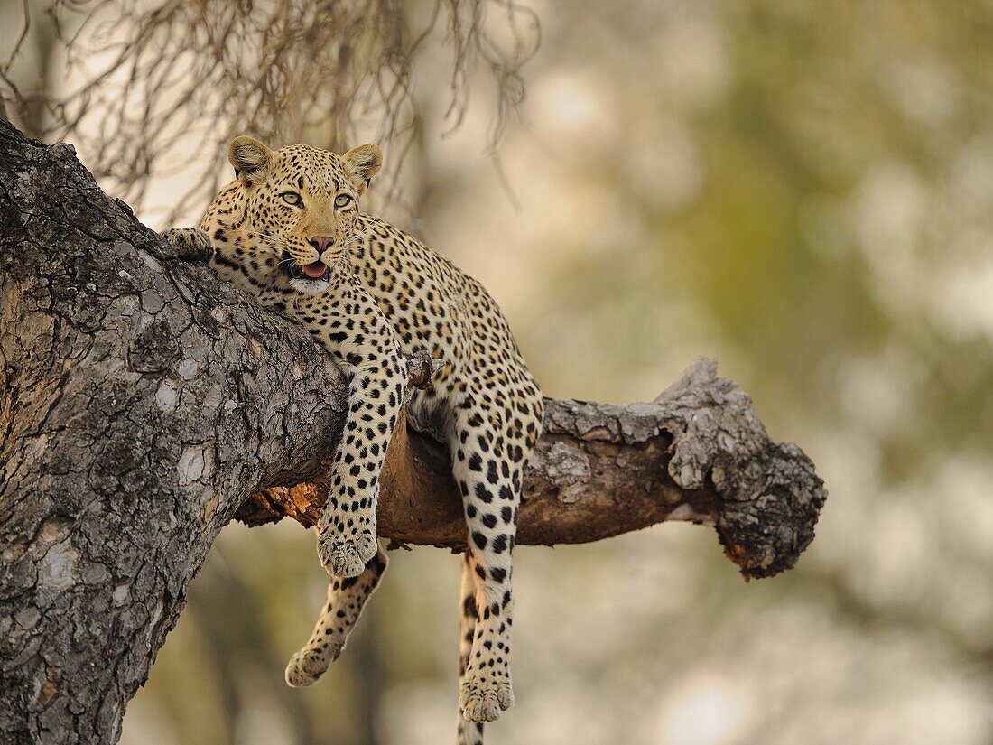 Leopard (Panthera pardus) lying in a tree, Kruger National Park, South Africa