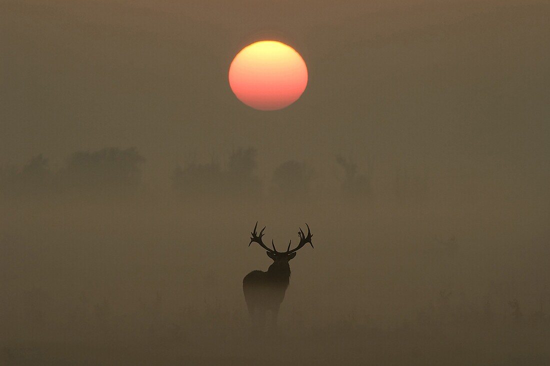 Red Deer (Cervus elaphus) stag in fog at sunset, Europe