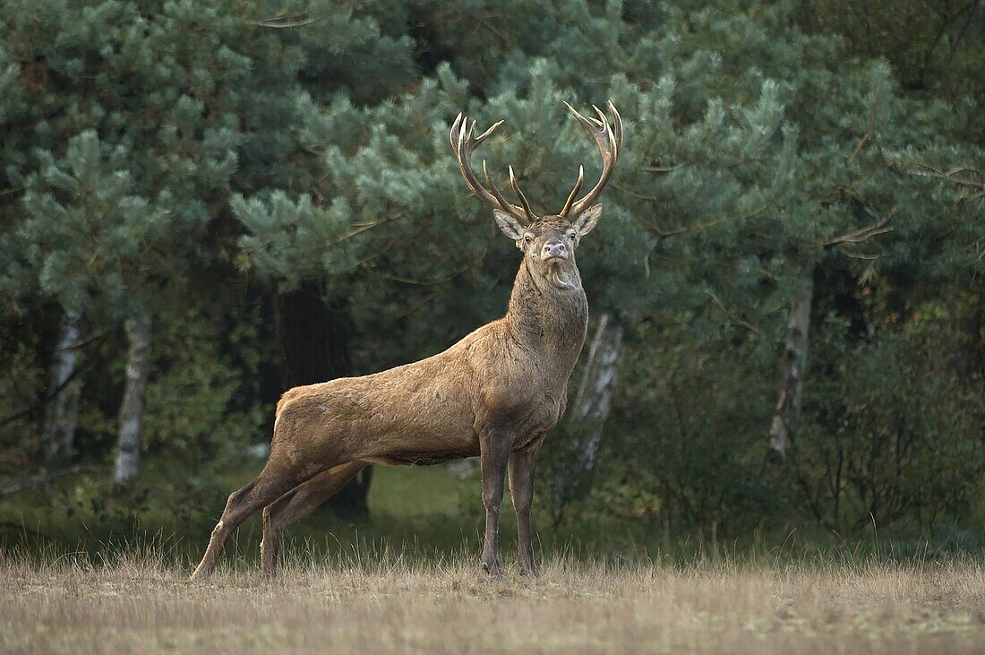 Red Deer (Cervus elaphus) stag, Europe