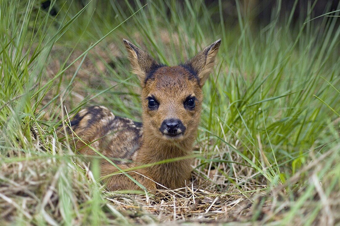 Western Roe Deer (Capreolus capreolus) fawn in grass, Europe