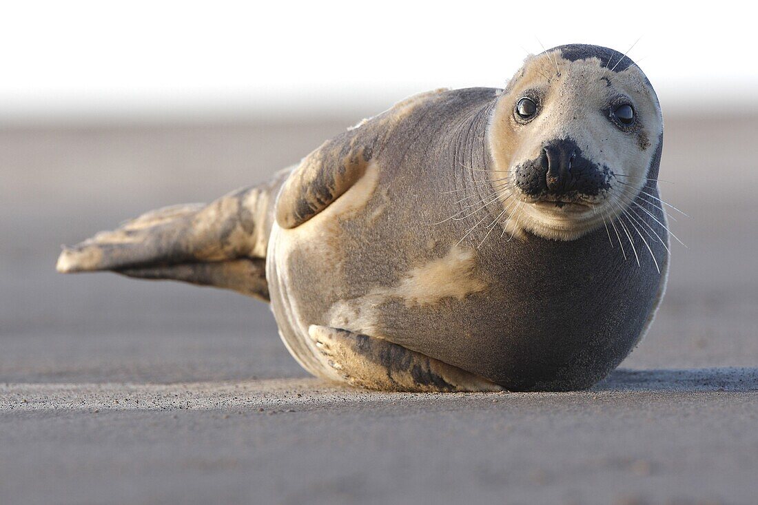 Grey Seal (Halichoerus grypus), Lincolnshire, England